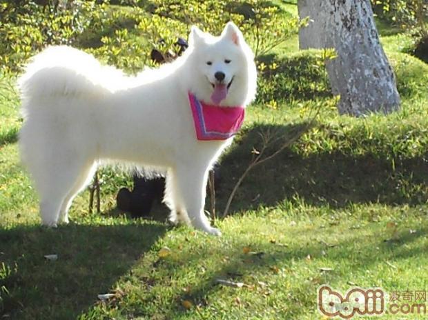 薩摩耶犬
