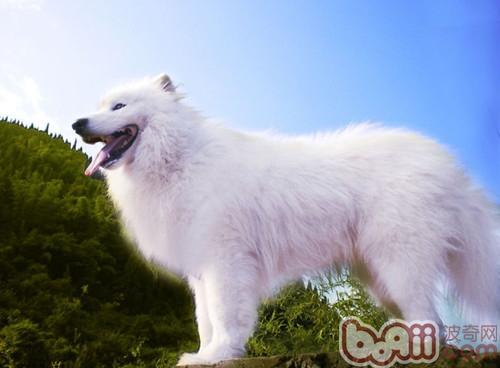 薩摩耶犬