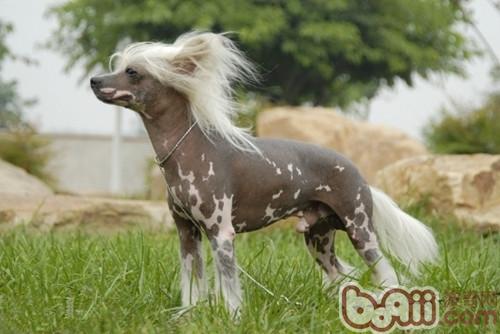 中國冠毛犬