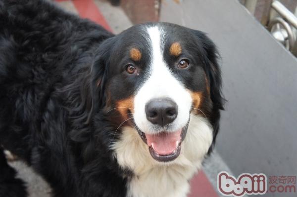 伯恩山犬