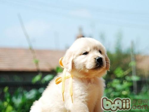 金毛犬