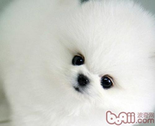 博美犬