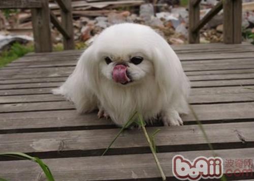 京巴犬