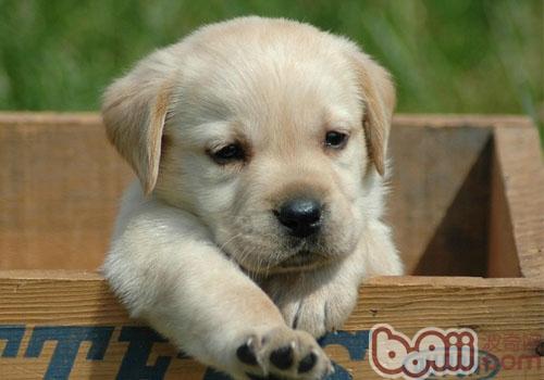 拉布拉多獵犬