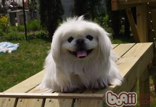京巴犬