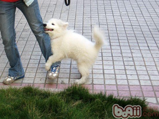 很多母犬也會出現“抱大腿的行為，該如何解讀？