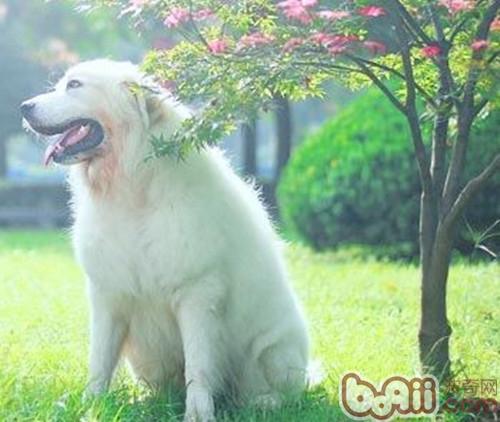 狗狗