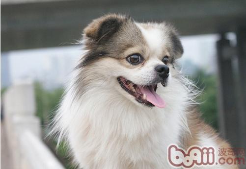 狗狗
