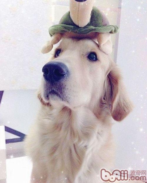 金毛犬