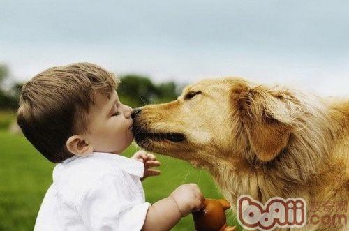 金毛犬