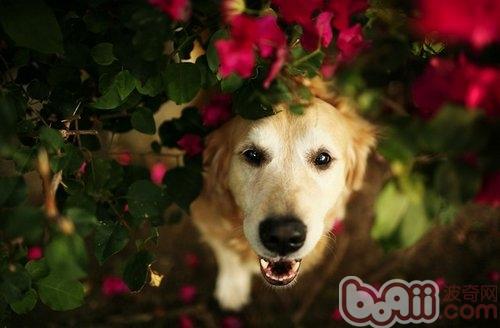 金毛犬