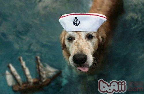 金毛犬