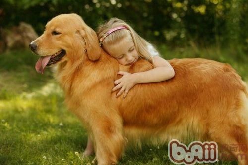 金毛犬
