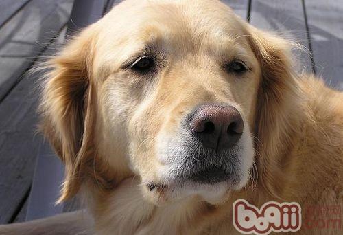 金毛犬
