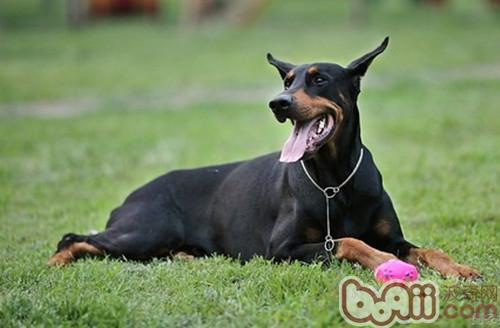 杜賓犬