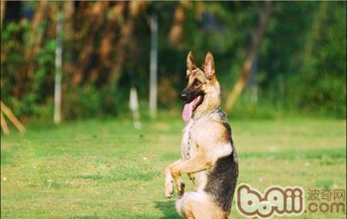 德國牧羊犬
