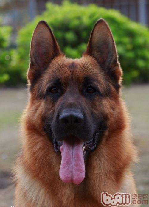 德國牧羊犬