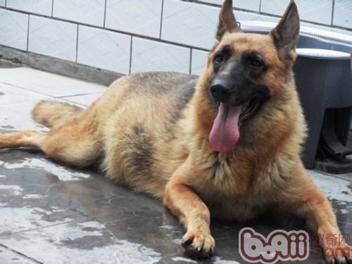 德國牧羊犬