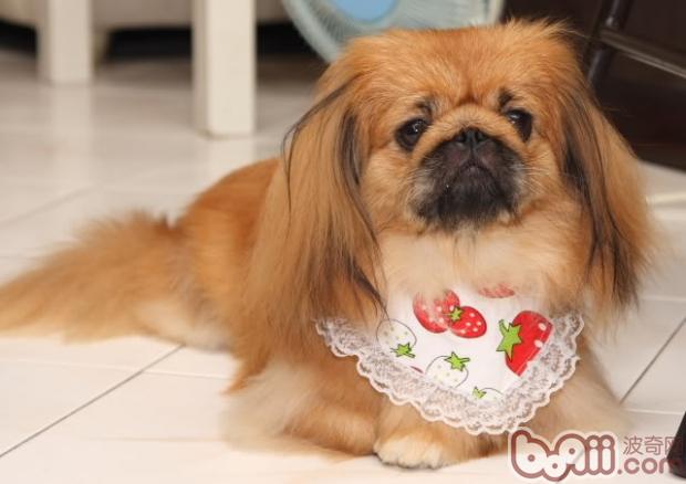 京巴犬