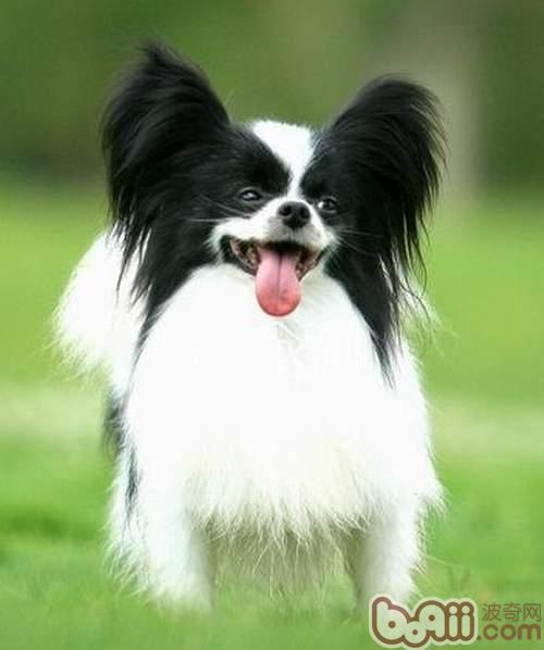 蝴蝶犬