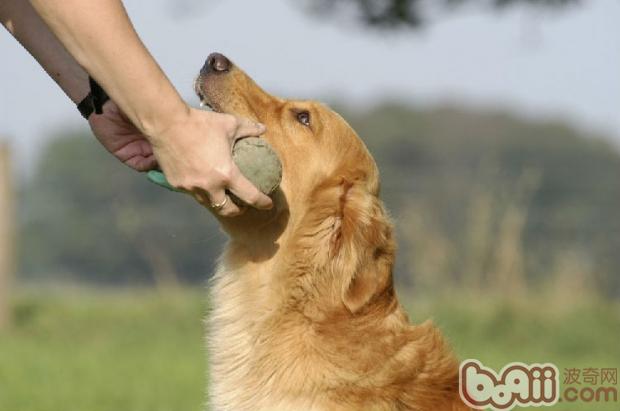 金毛犬