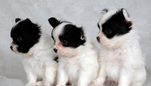 蝴蝶犬