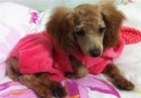 狗狗和孩子怎麼友好相處