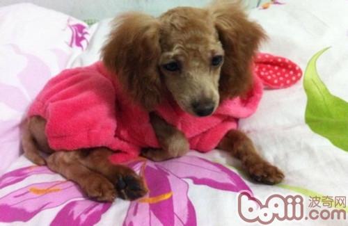 泰迪犬