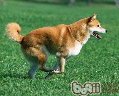 狗狗