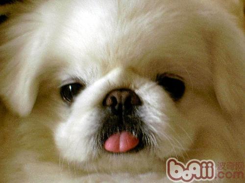 京巴犬