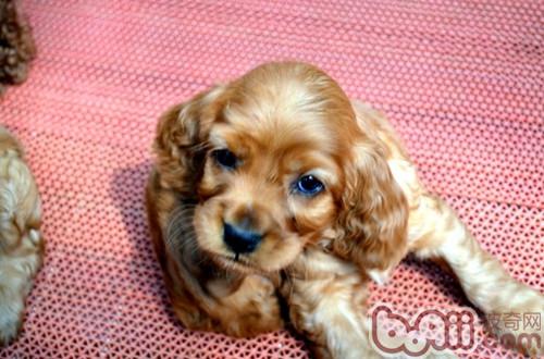 可卡犬