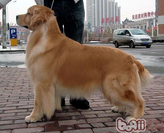 金毛犬