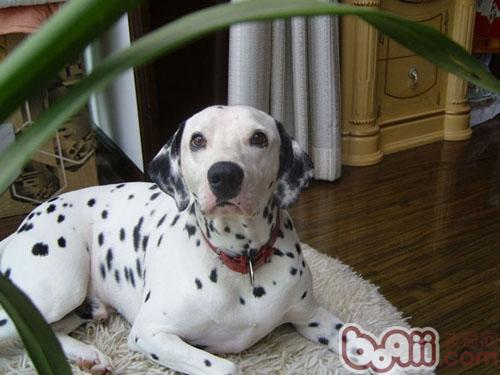 大麥町犬