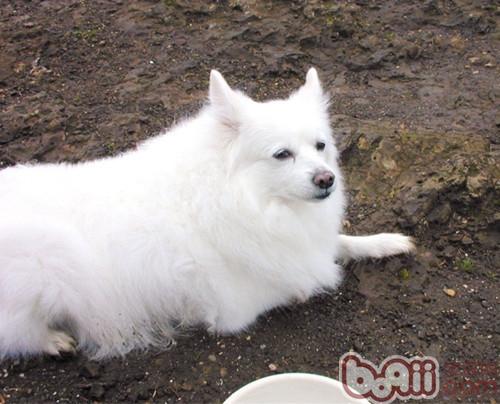 愛斯基摩犬