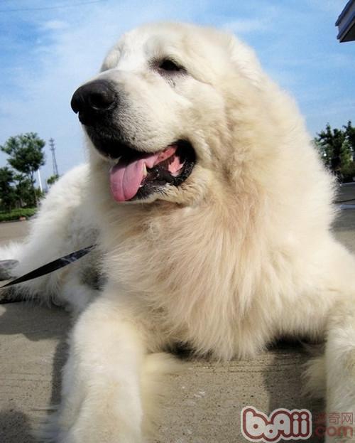 大白熊犬