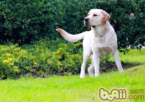 拉布拉多犬