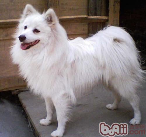 愛斯基摩犬