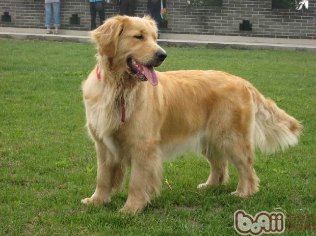 金毛犬