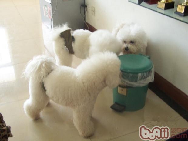 比熊犬