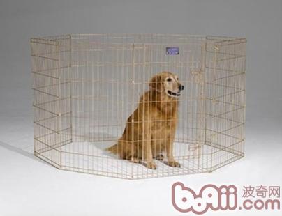 恢復中的金毛犬