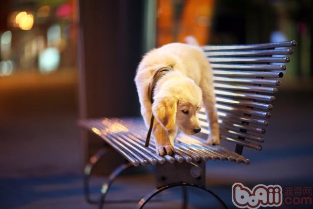 金毛幼犬