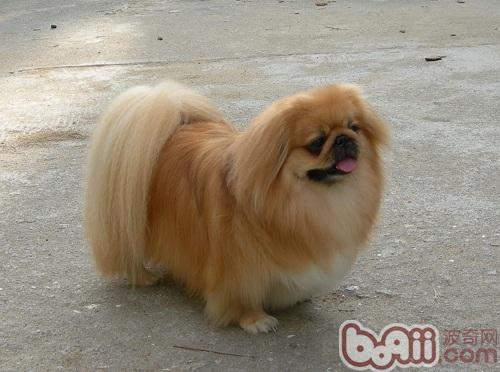 京巴犬
