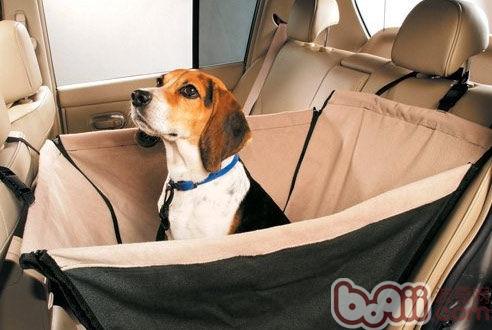 比格犬