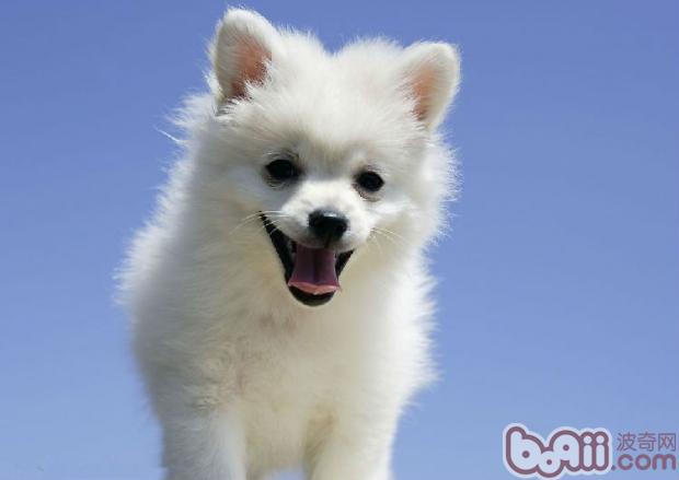 博美犬