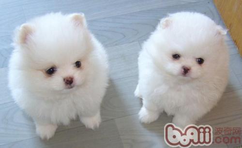 博美犬