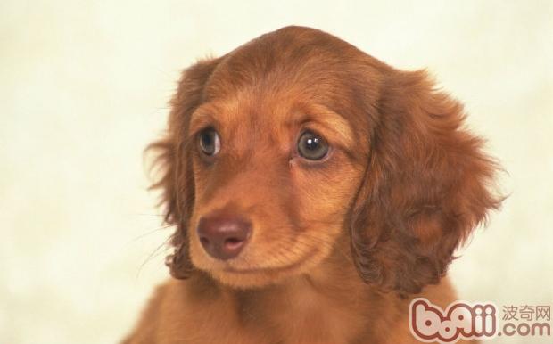 臘腸犬幼犬