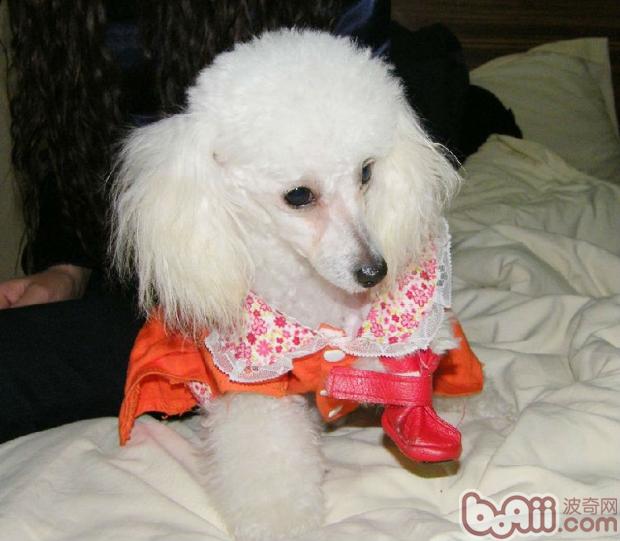 貴賓犬