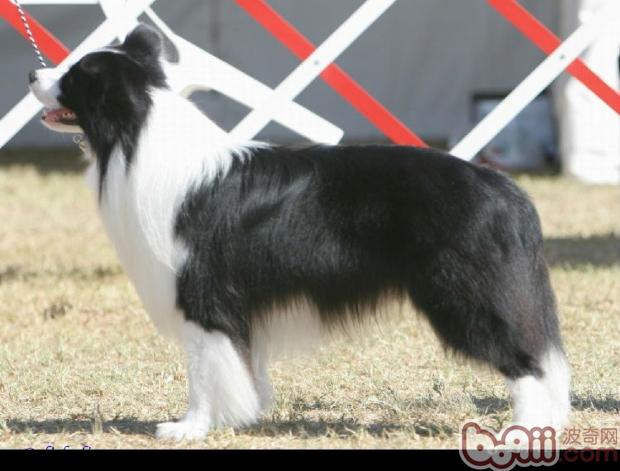 邊境牧羊犬