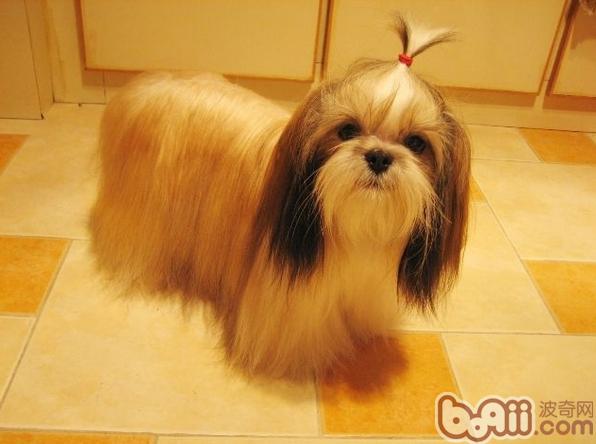 西施犬