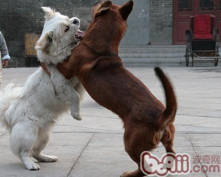 狗狗